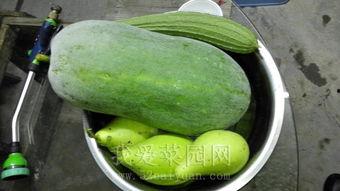 国内黑科吃瓜免费,免费获取瓜子的秘密通道