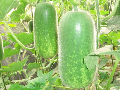 吃瓜长篇语录大全