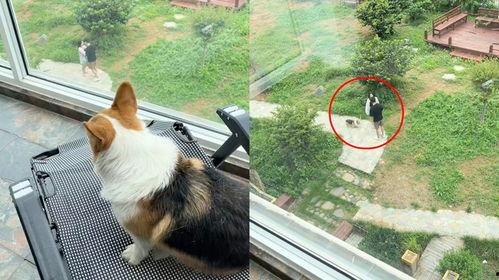 小狗吃瓜楼下打架,一场楼下的“打架”事件