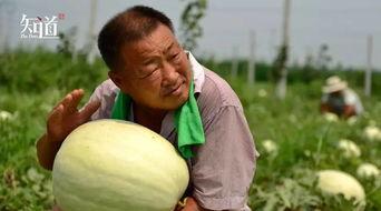 吃瓜怎么拍摄的,镜头下的趣味瞬间捕捉技巧