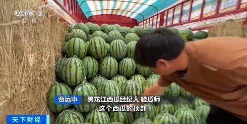 吃瓜之后自己变成了瓜,一场奇妙的身份转变之旅