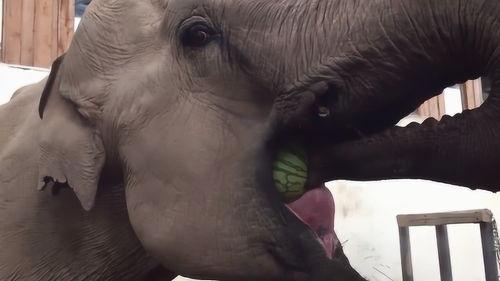 大象吃瓜视频大全