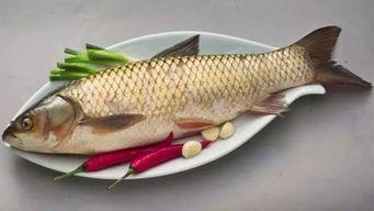 草鱼吃不吃哈密瓜,揭秘草鱼对哈密瓜的喜好之谜