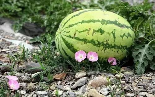 河北超市吃瓜,揭秘夏日消暑新潮流